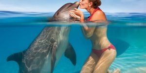 donde ver delfines en Isla Margarita