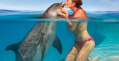 donde ver delfines en Isla Margarita
