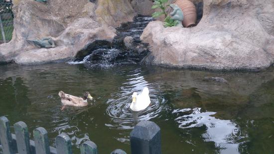 Tenerife con niños: patos en el estanque de el monasterio tenerife
